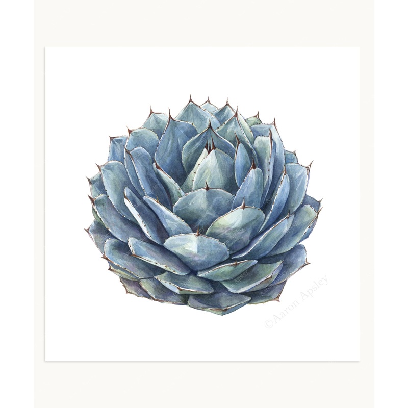 Agave parryi Print|8″x8″|10″x10″|12″x12″
