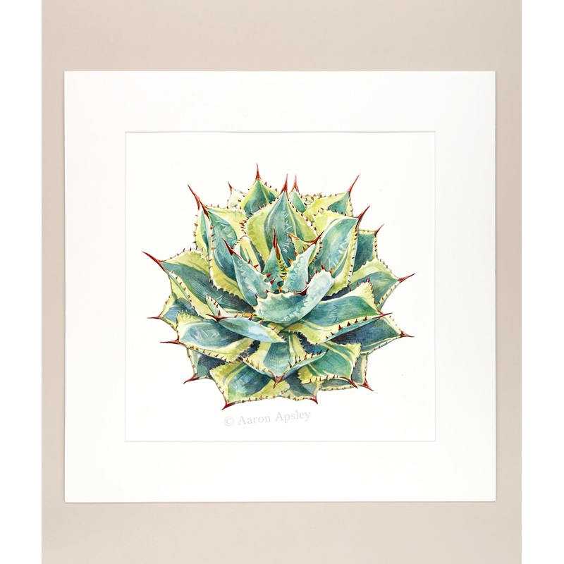 Agave potatorum ‘Kissho Kan’ – Original Watercolor