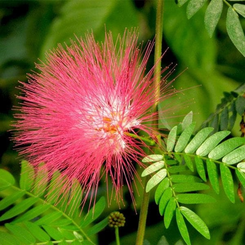 Albizia saman, Rain Tree, Gulabi Siris – Plant