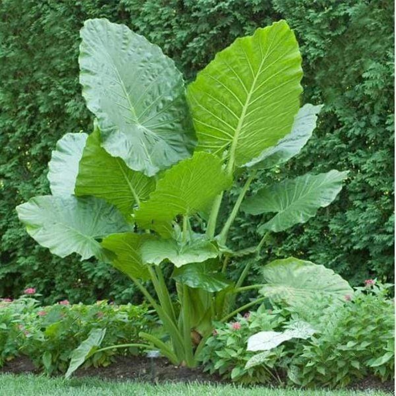 Alocasia macrorrhiza – Plant