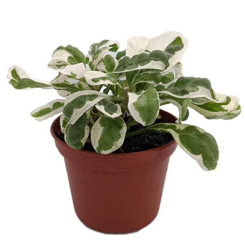 Alternanthera variegated – Plant