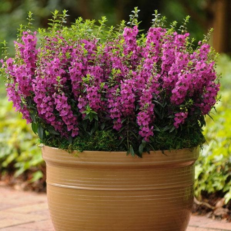 Angelonia Butka, Angelonia Dwarf – Plant