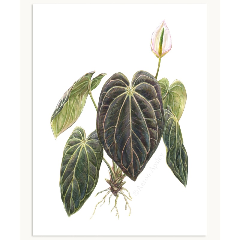 Anthurium carlablackiae Print|8″x10″|11″x14″|12″x16″