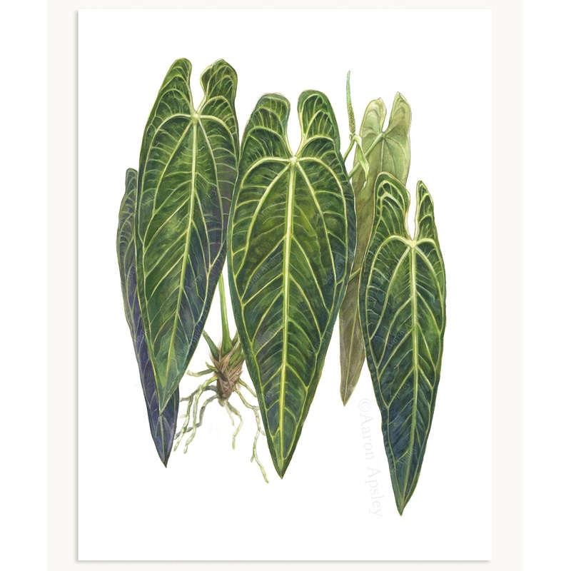 Anthurium warocqueanum Print|8″x10″|11″x14″|12″x16″