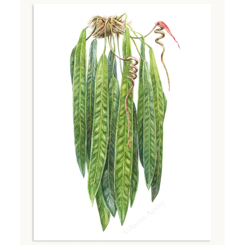 Anthurium wendlingeri Print|8″x10″|11″x14″|12″x16″