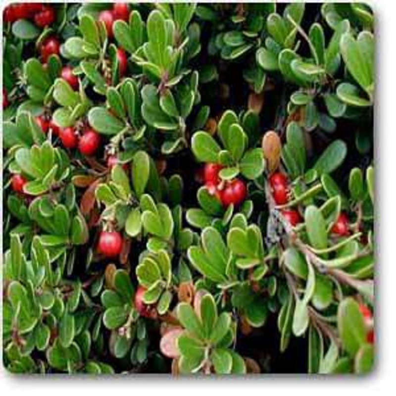Arctostaphylos uva-ursi – Plant