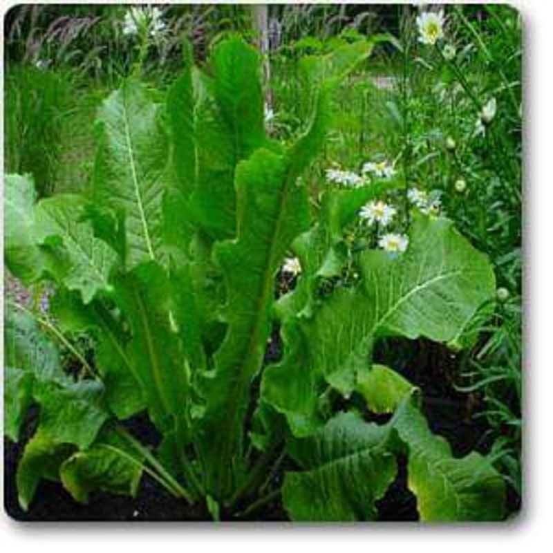 Armoracia rusticana – Plant