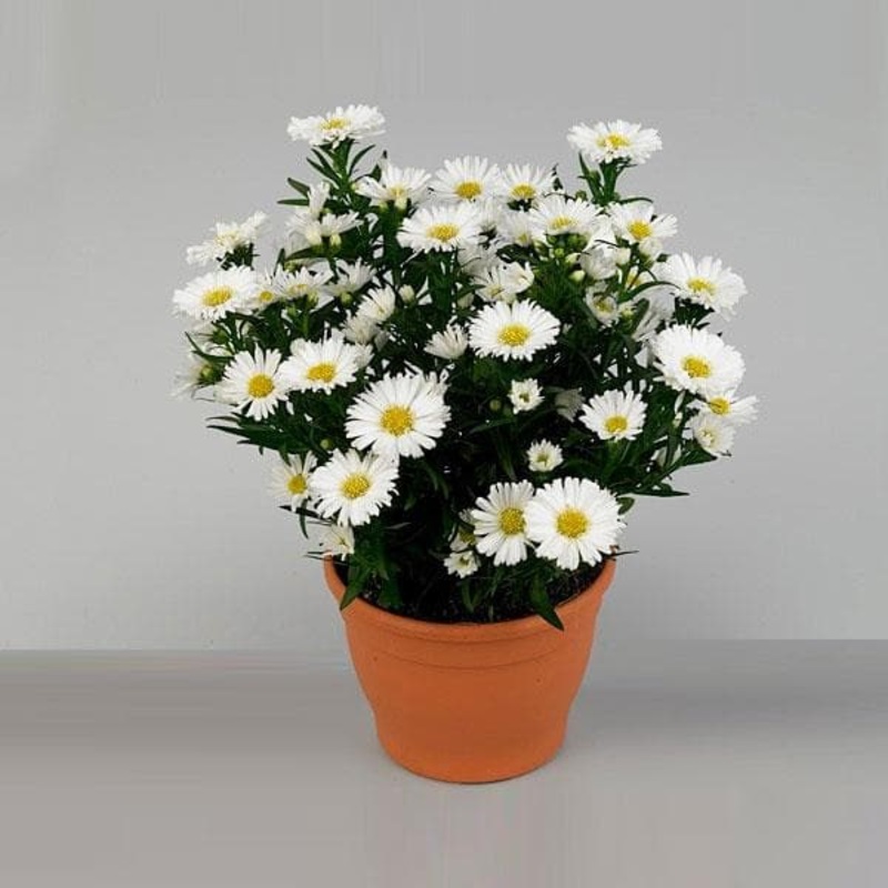 Aster (White) – Plant