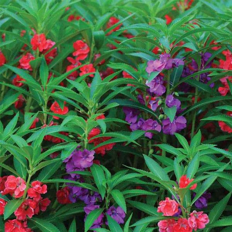 Balsam Tom Thumb Mixed Color – Flower Seeds