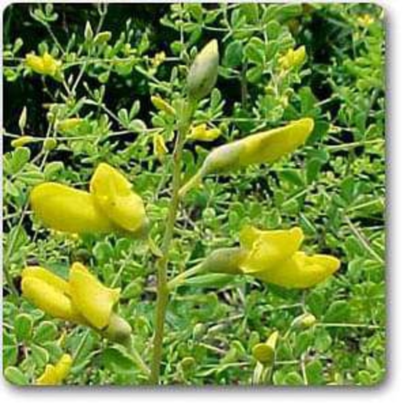 Baptisia tinctoria – Plant