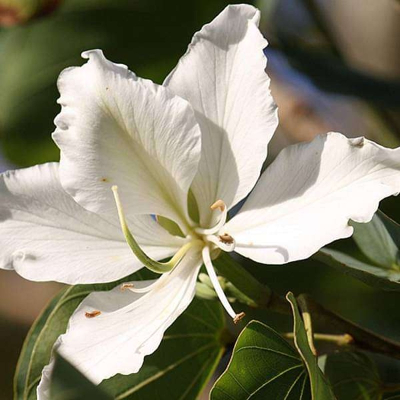 Bauhinia orchid lily (White) – Plant