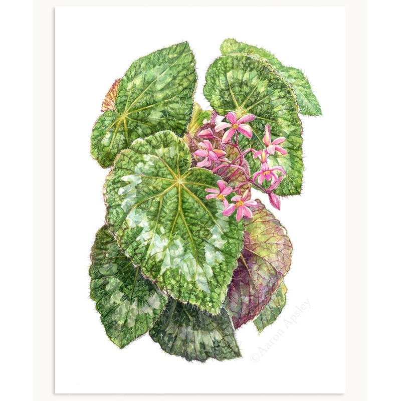 Begonia longiciliata Print|8″x10″|11″x14″|12″x16″