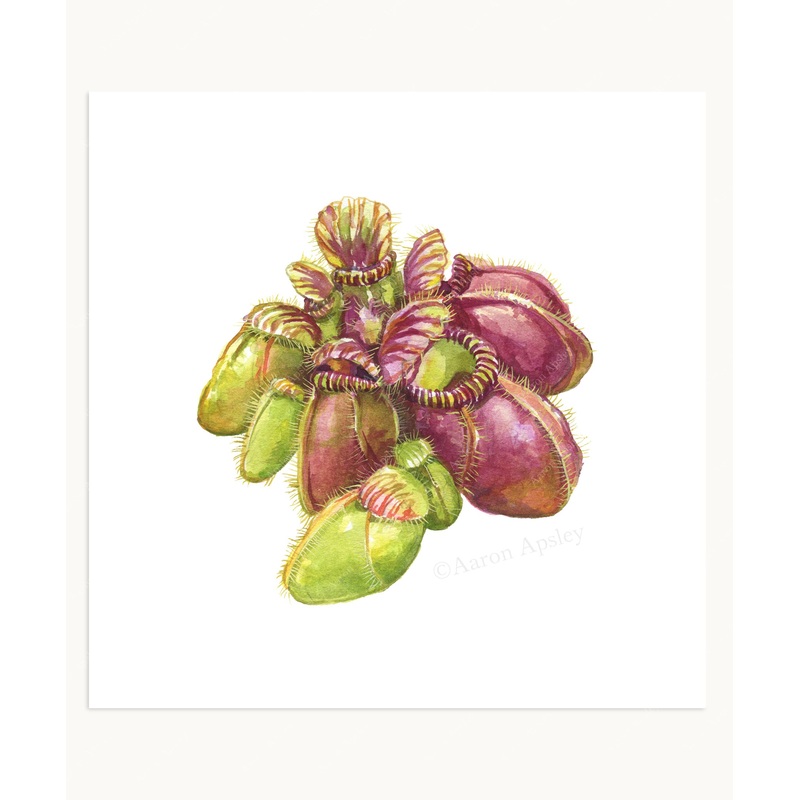 Cephalotus follicularis Print|8″x8″