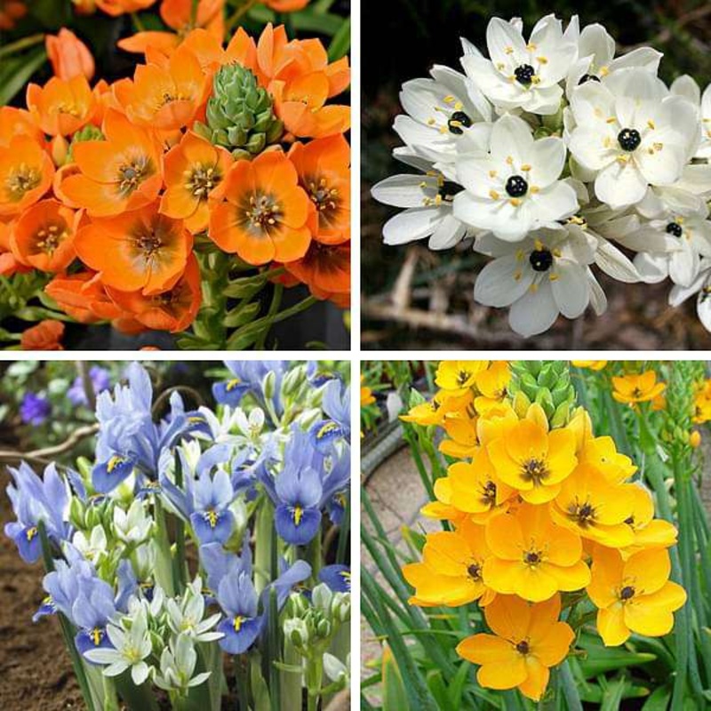 Chincherinchee Praxis (Random Color) – Bulbs (set of 5)
