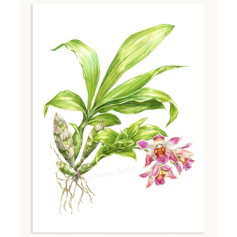 Chysis limminghei Print|8″x10″|11″x14″|12″x16″