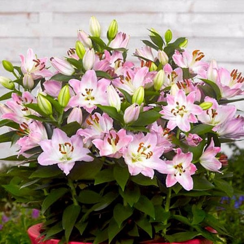 Companion Oriental Lily (Light Pink) – Bulbs (set of 5)