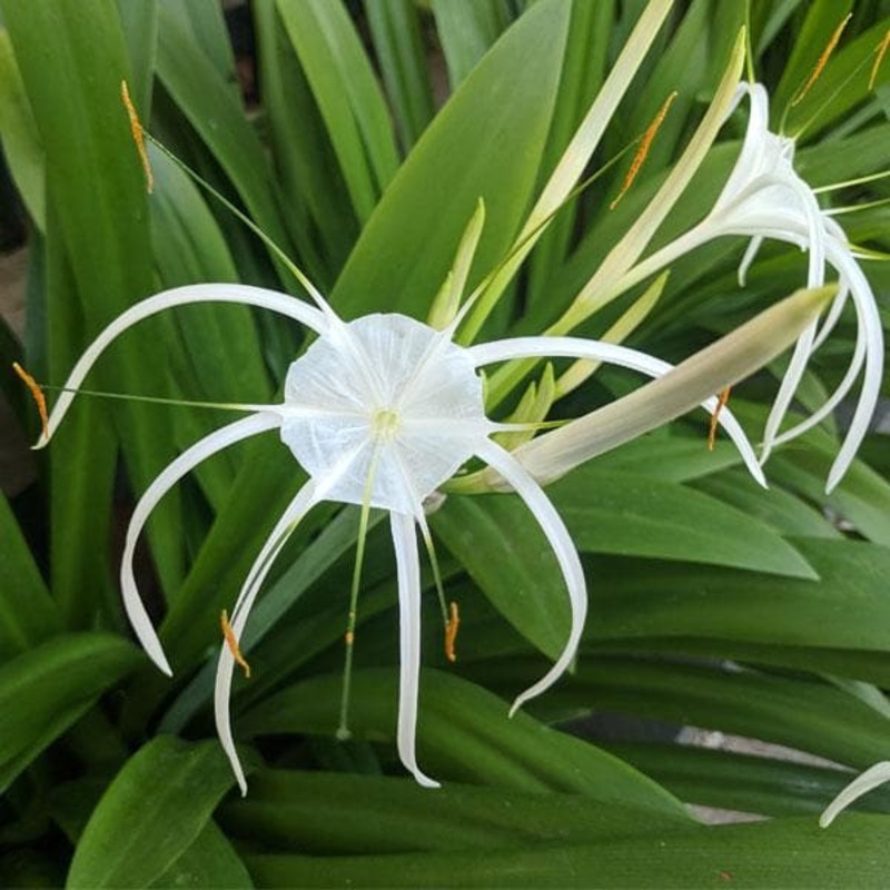 Crinum Lily (White) – Bulbs (set of 5)