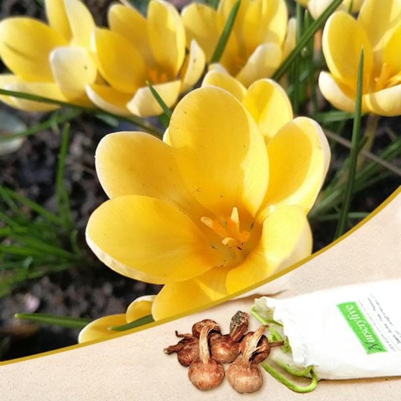 Crocus chrysanthus romance (Yellow) – Bulbs (set of 5)