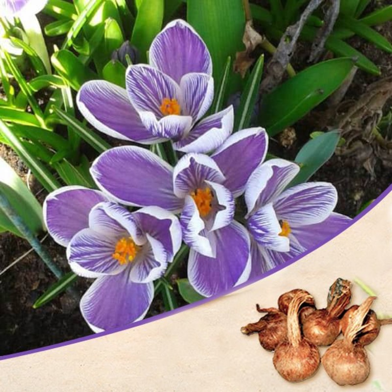 Crocus King of Strips (Purple) – Bulbs (set of 5)