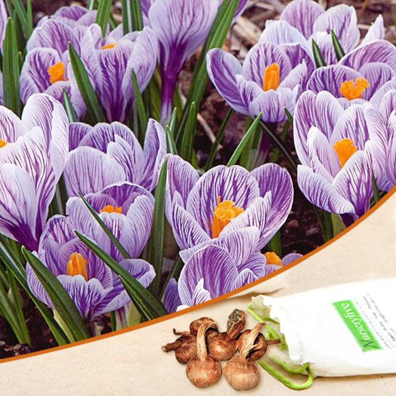 Crocus Pickwick (Light Blue) – Bulbs