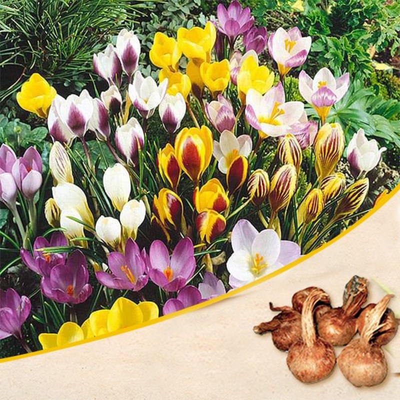 Crocus (Random Color) – Bulbs|Set of 3|Set of 5
