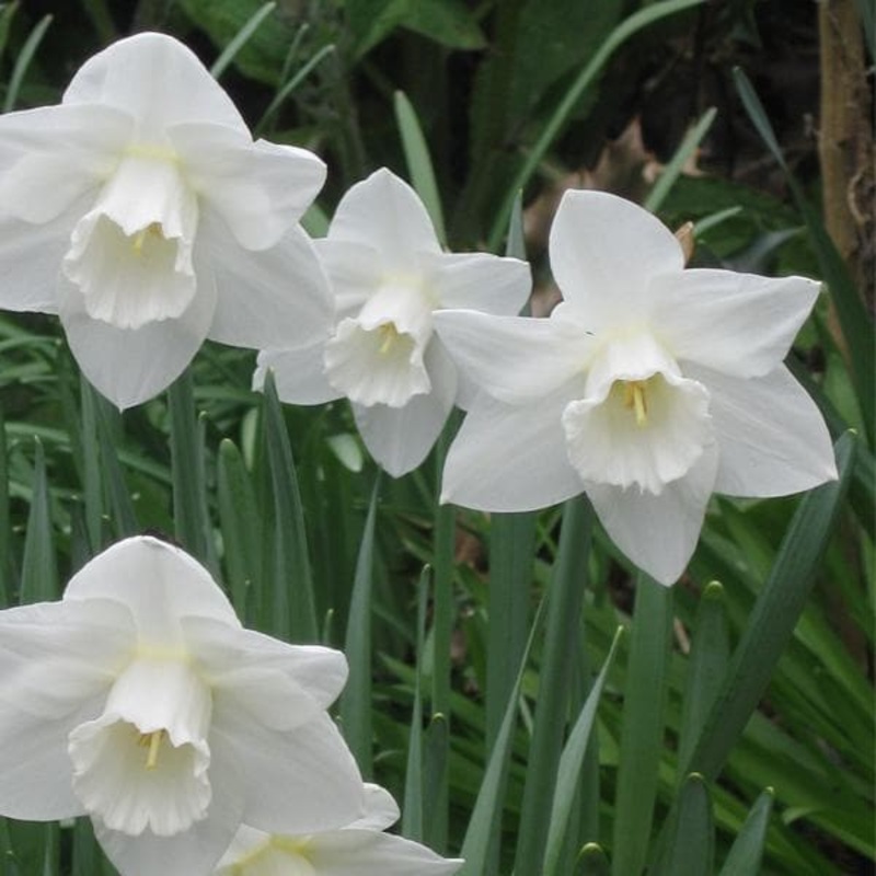 Daffodil (White) – Bulbs (set of 5)
