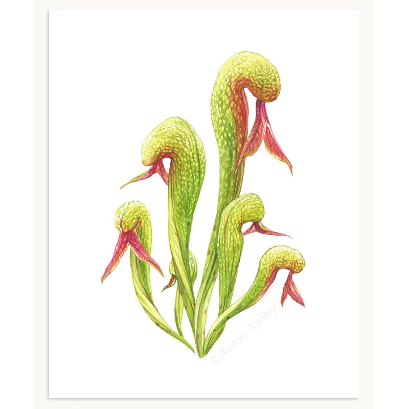 Darlingtonia californica Print
