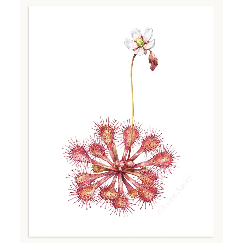 Drosera capillaris Print|8″x10″