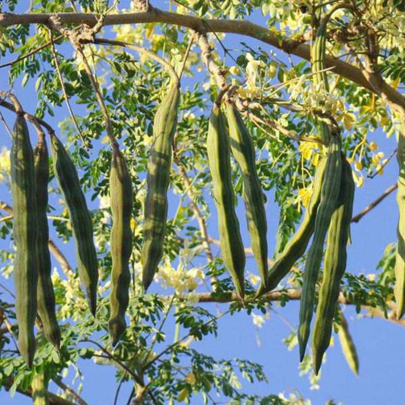 Drumstick, Moringa – 0.5 kg Seeds