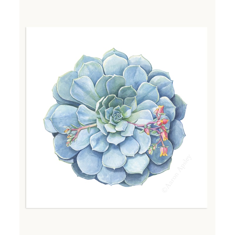 Echeveria imbricata Print|8″x8″|10″x10″|12″x12″