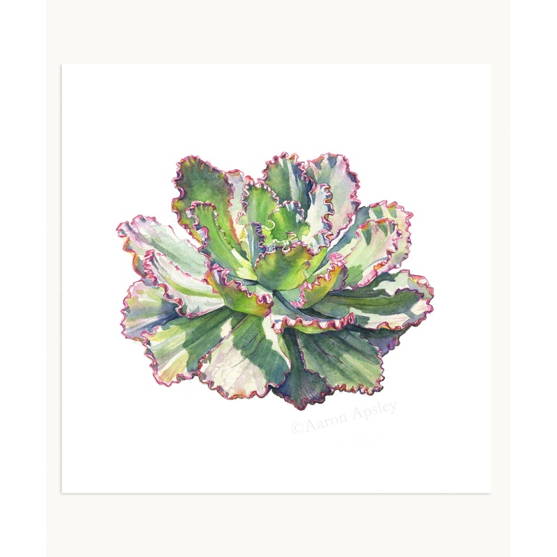 Echeveria ‘Pink Frills’ Print|8″x8″|10″x10″|12″x12″