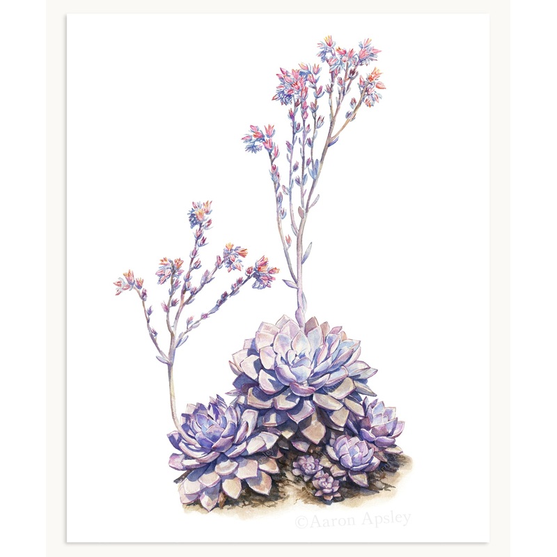 Echeveria rodolfi Print|8″x10″|11″x14″|12″x16″