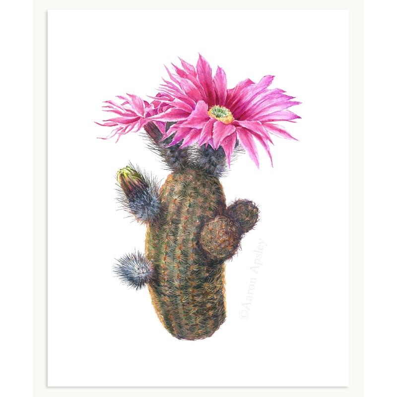 Echinocereus reichenbachii Print