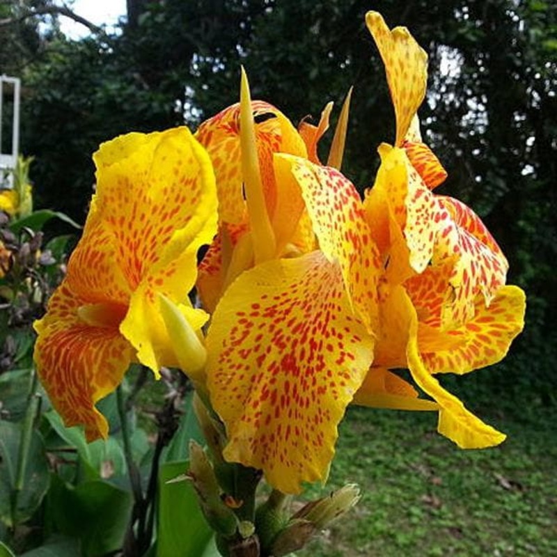 Gladiolus Ecklonii (Yellow, White, Red) – Bulbs (set of 10)