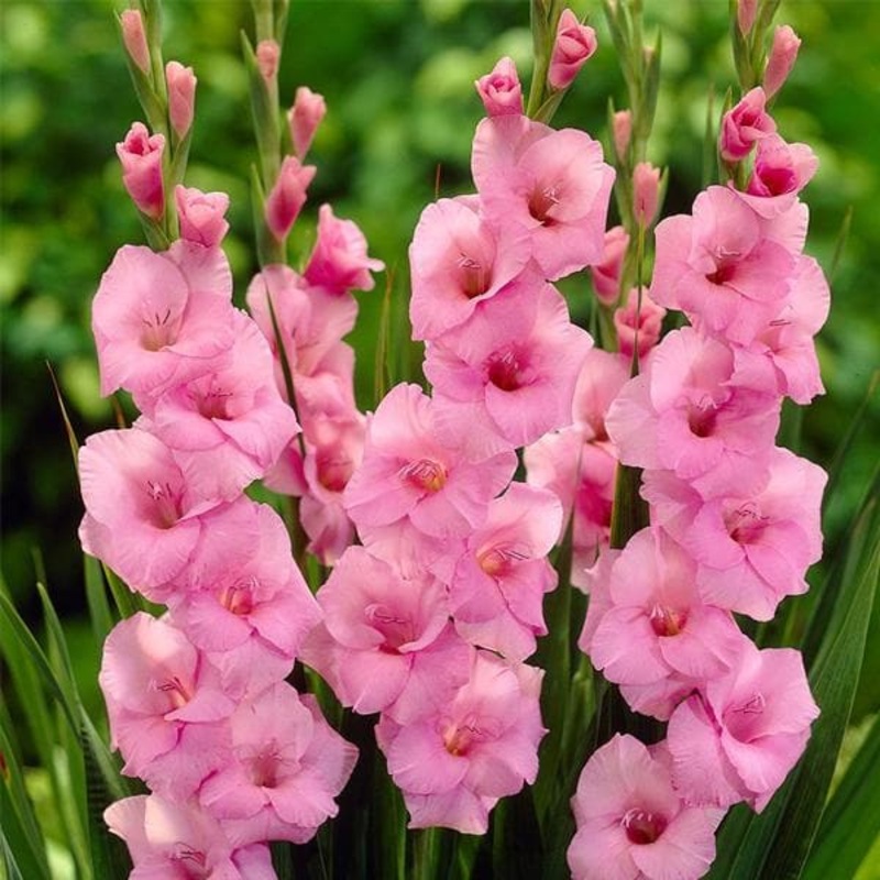 Gladiolus Enchantress (Pink) – Bulbs (set of 10)