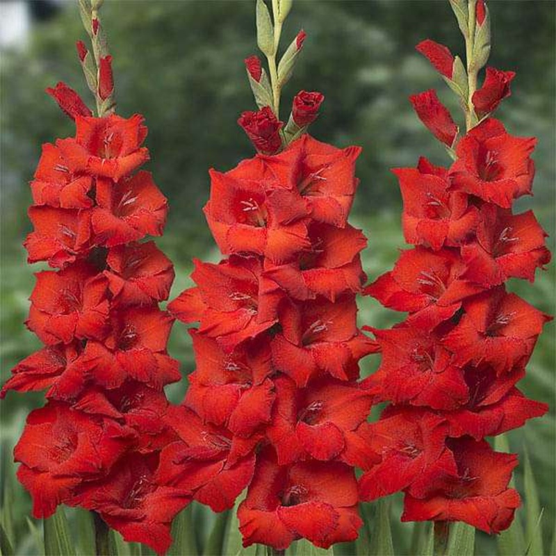 Gladiolus Eurovision (Red) – Bulbs (set of 10)