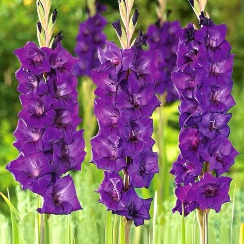 Gladiolus High Style (Violet) – Bulbs (set of 10)
