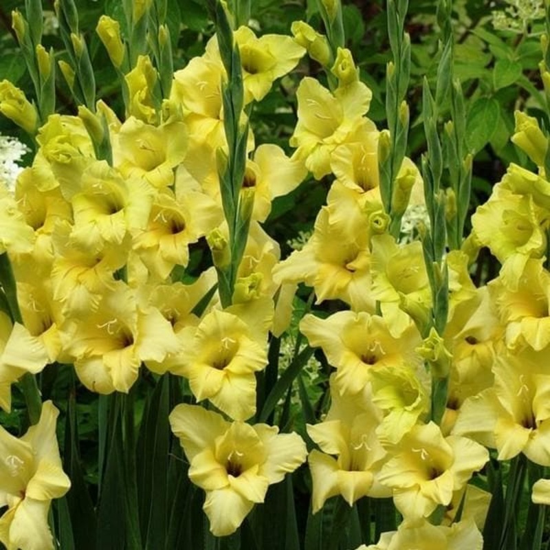 Gladiolus Nova Lux (Yellow) – Bulbs (set of 10)