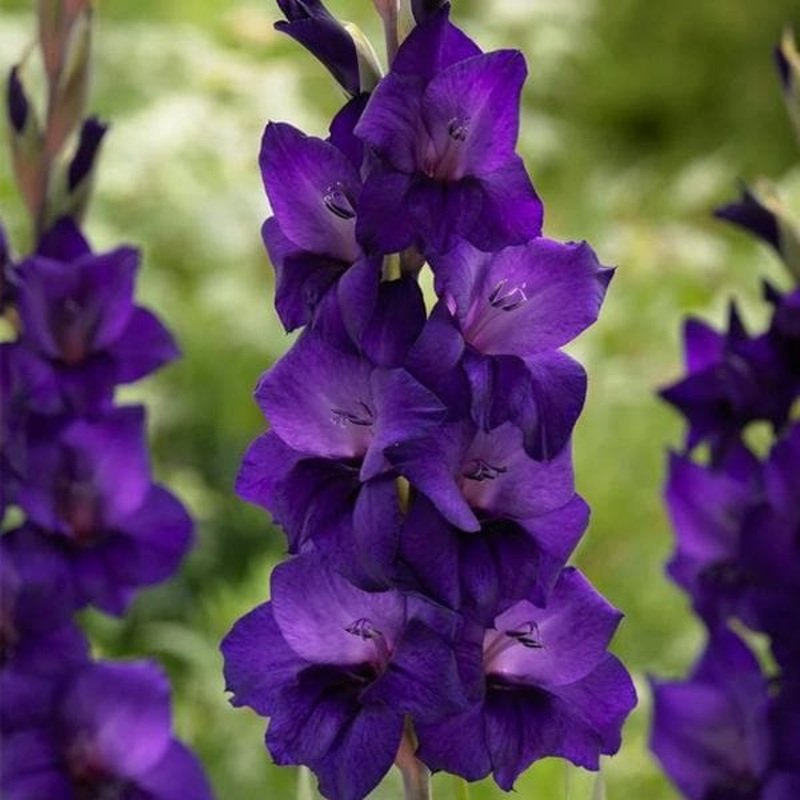 Gladiolus (Purple) – Bulbs (set of 10)