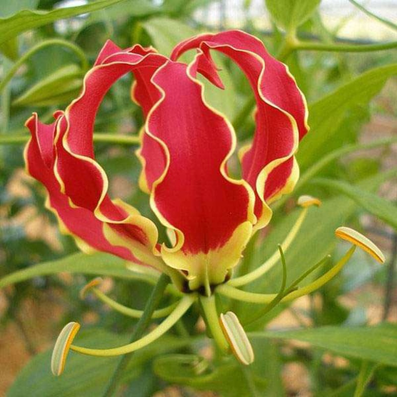 Gloriosa Superba – 0.5 kg Seeds