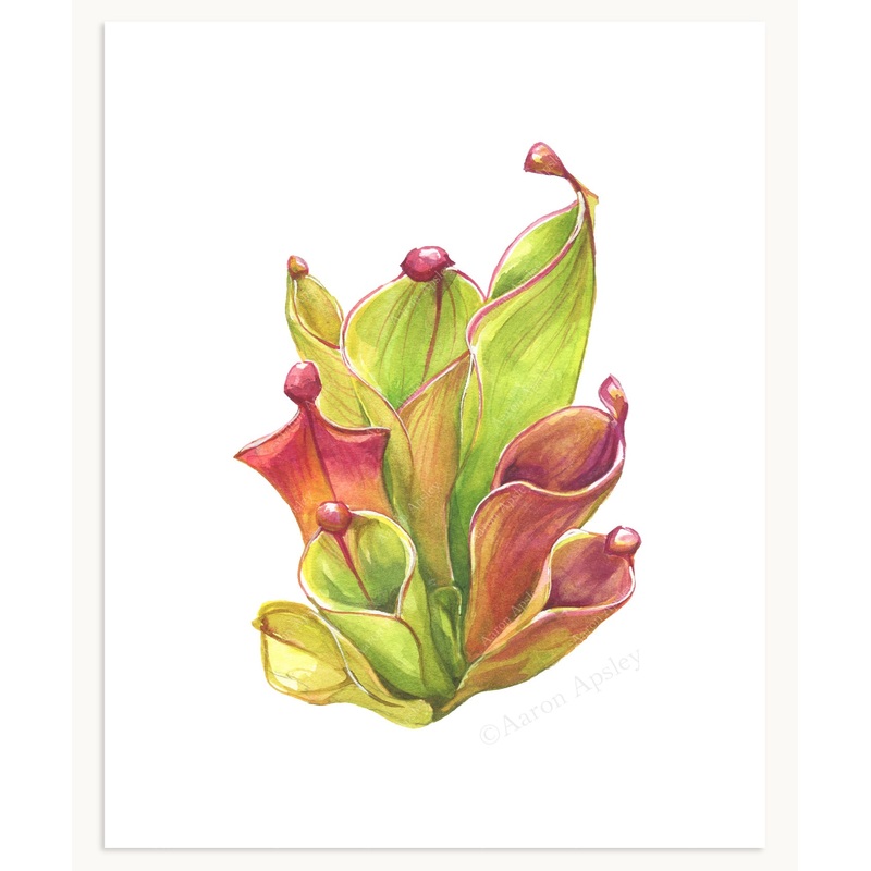 Heliamphora Print|8″x10″