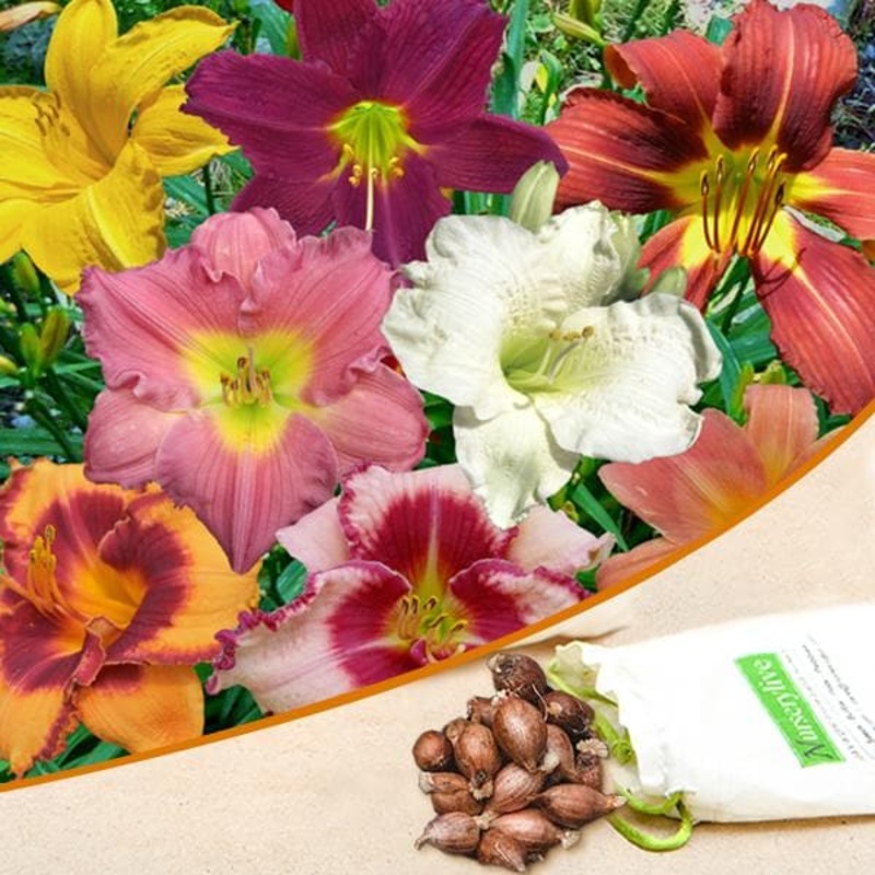 Hemerocallis, Day Lily Hybrid (Random Color) – Bulbs (set of 5)