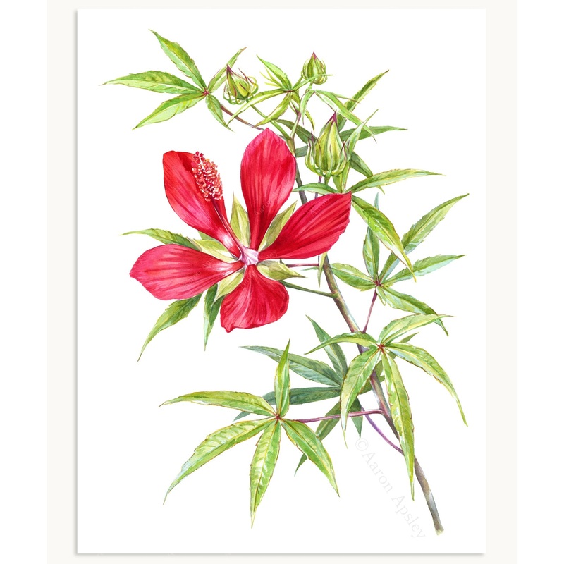 Hibiscus coccineus Print|8″x10″|11″x14″|12″x16″