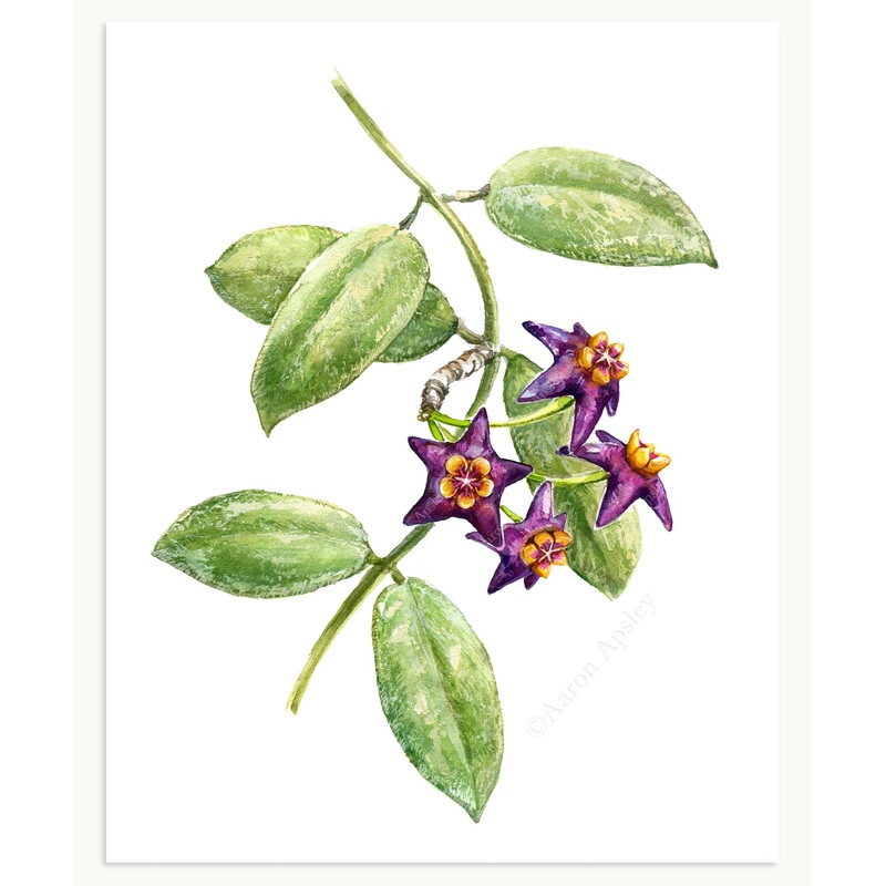 Hoya ciliata Print|8″x10″|11″x14″