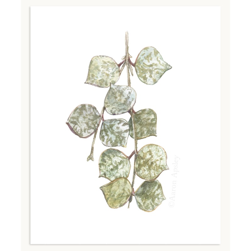 Hoya curtisii Print|8″x10″