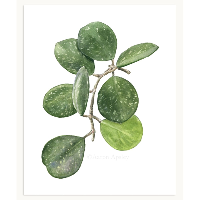 Hoya obovata Print|8″x10″