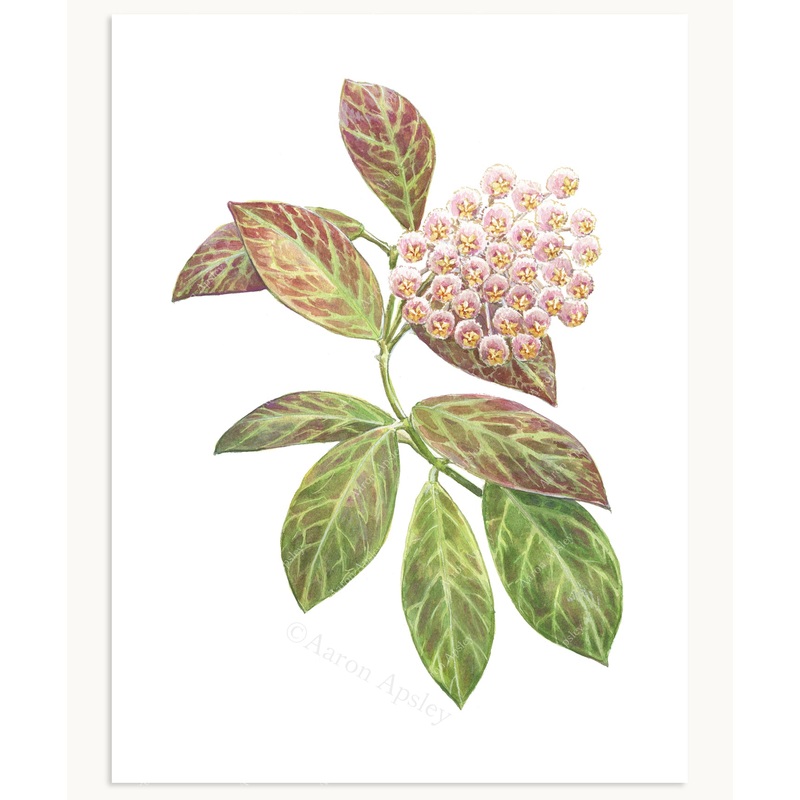 Hoya obscura Print|8″x10″|11″x14″|12″x16″