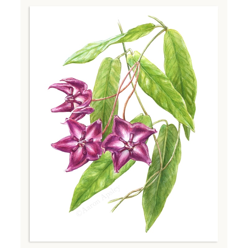Hoya onychoides Print|8″x10″|11″x14″|12″x16″