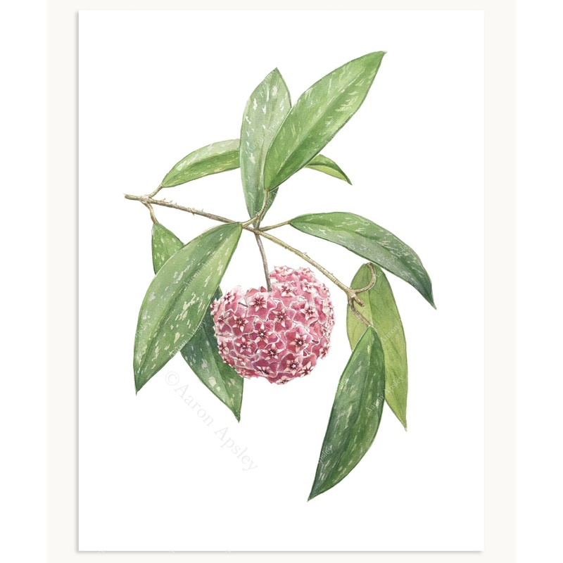 Hoya pubicalyx Print|8″x10″|11″x14″|12″x16″