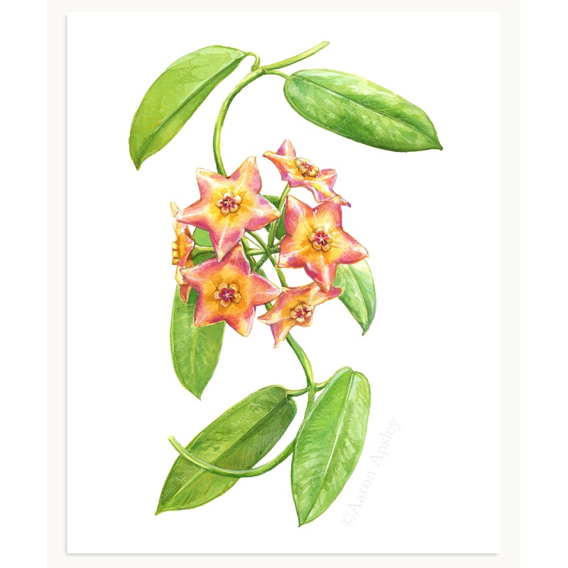 Hoya ‘Ruthie’ Print|8″x10″|11″x14″